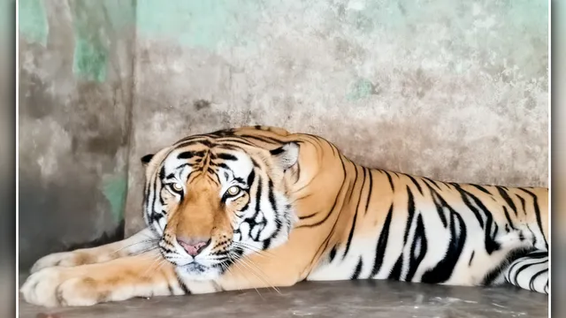 इंसानी दखल ने छीनी 'मिठ्ठी' की आजादी: 5 मौतों के बाद कानपुर चिड़ियाघर के बाड़े में उम्रकैद काटने को मजबूर शांत बाघिन
